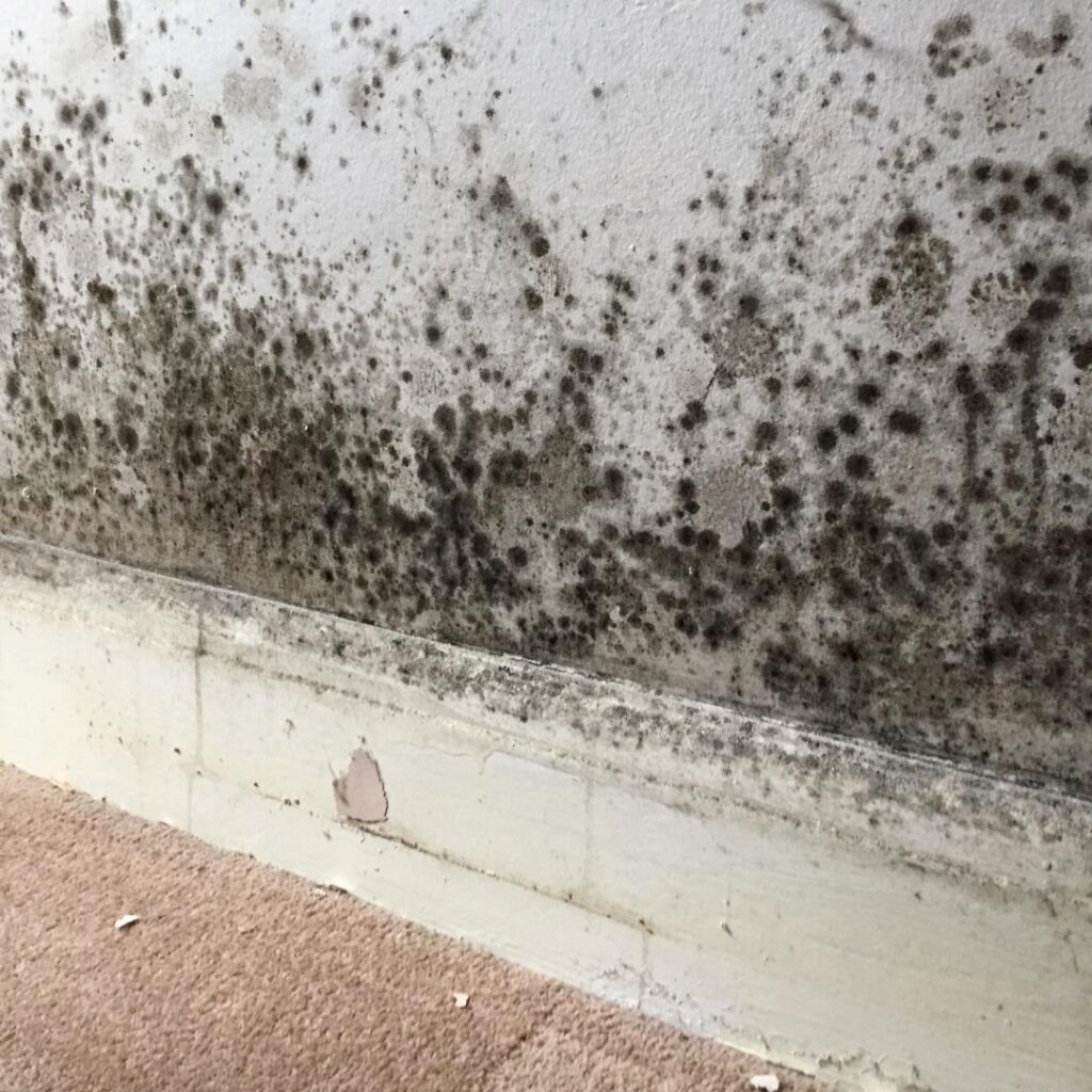 Rising Damp in your property