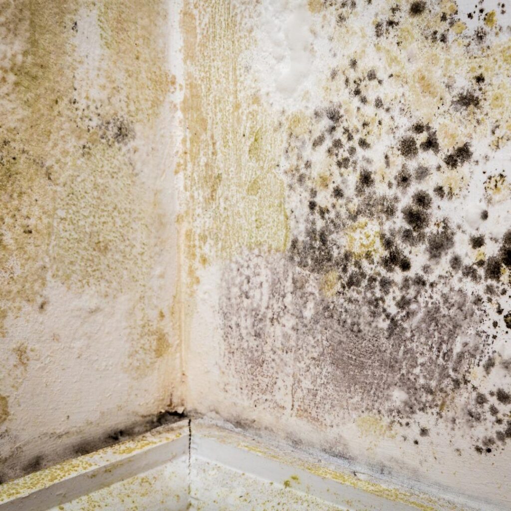 Blackpool Cricket and Housing Disrepair