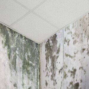 Gorton penetrating damp