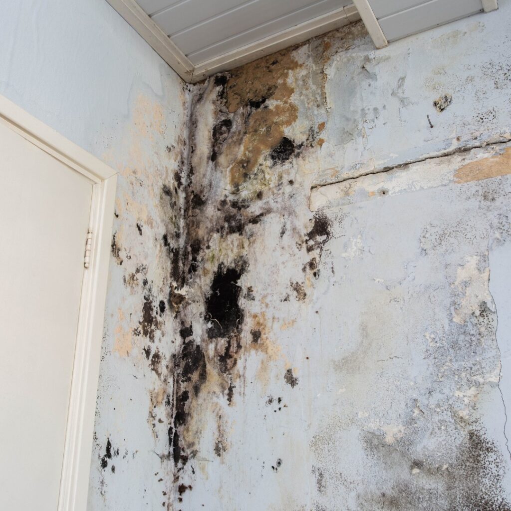 Black mould penetrating into Clayton.