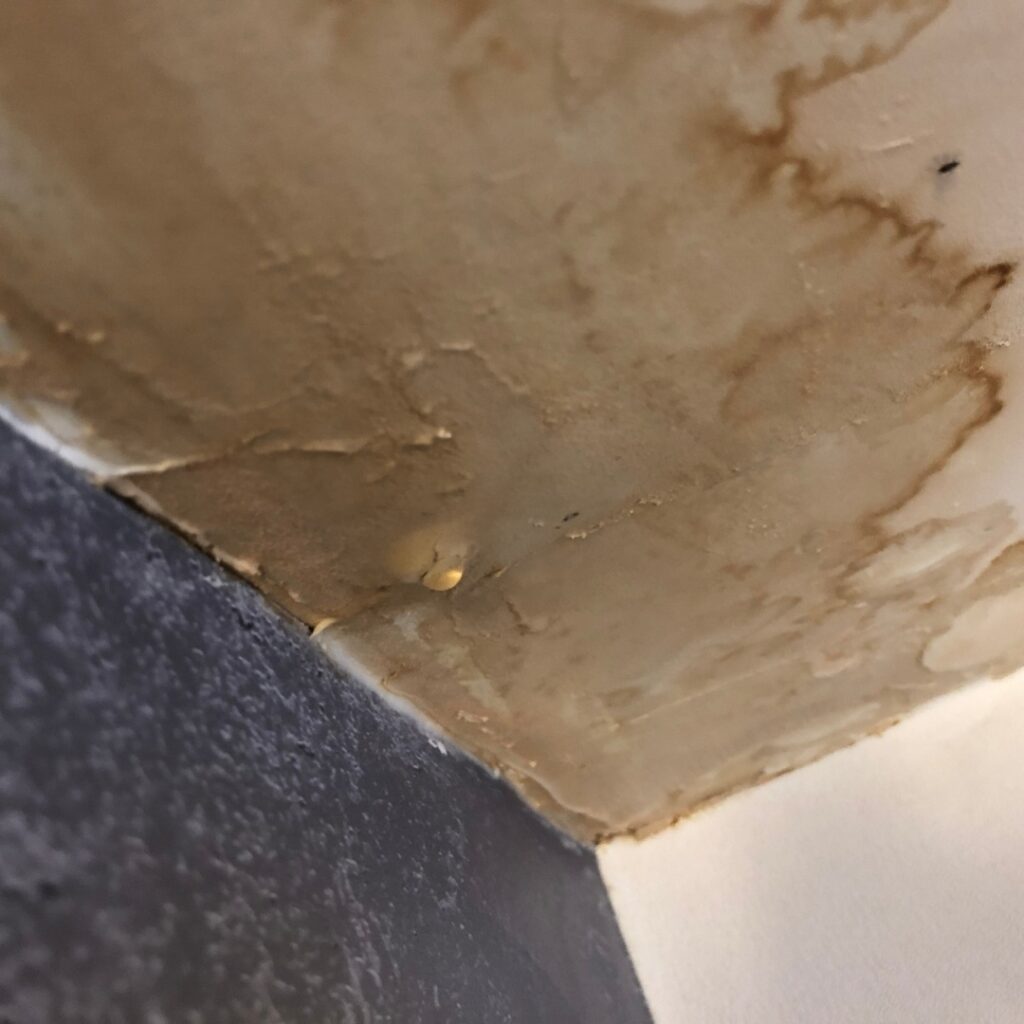Penetrating Damp in clayton