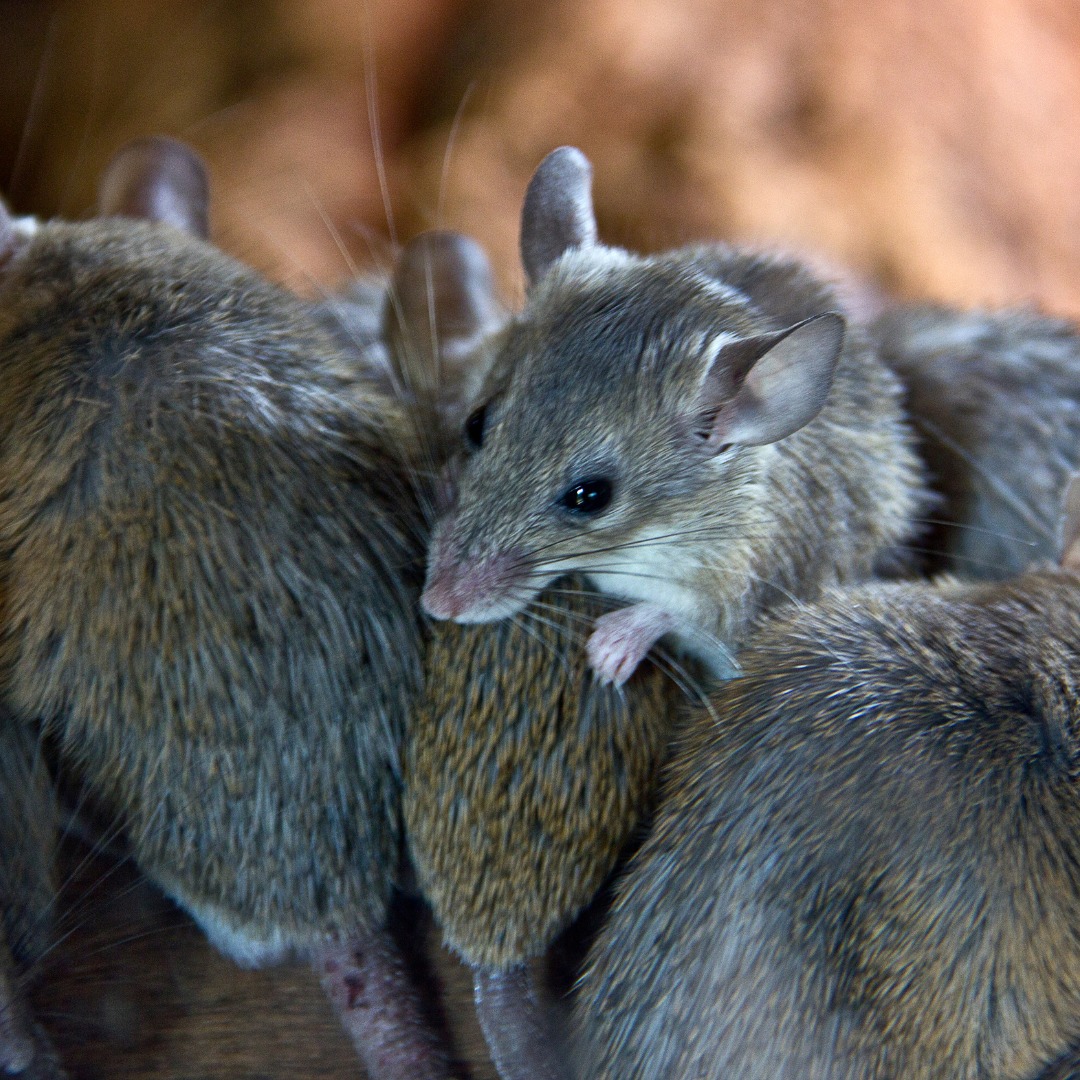 Rats and mice infestation claim