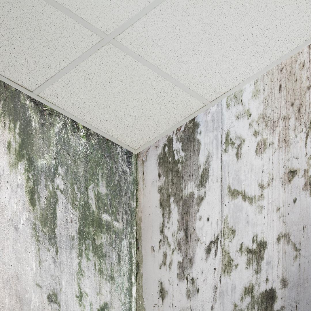 Damp and mould in council housing Manchester bedroom