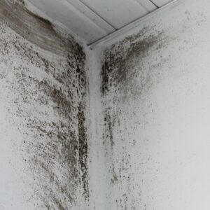 Damp and mould in an Oldham rental property
