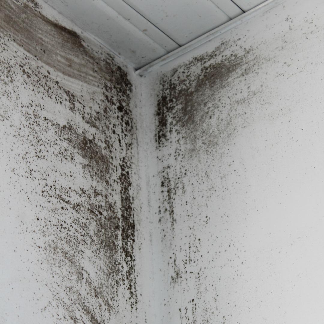 Damp and mould in an Oldham rental property