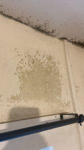 Damp and mould problems in a rented home in Brinnington, Stockport