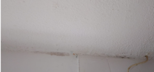 Housing disrepair in Acle showing damp and mould in a rented property