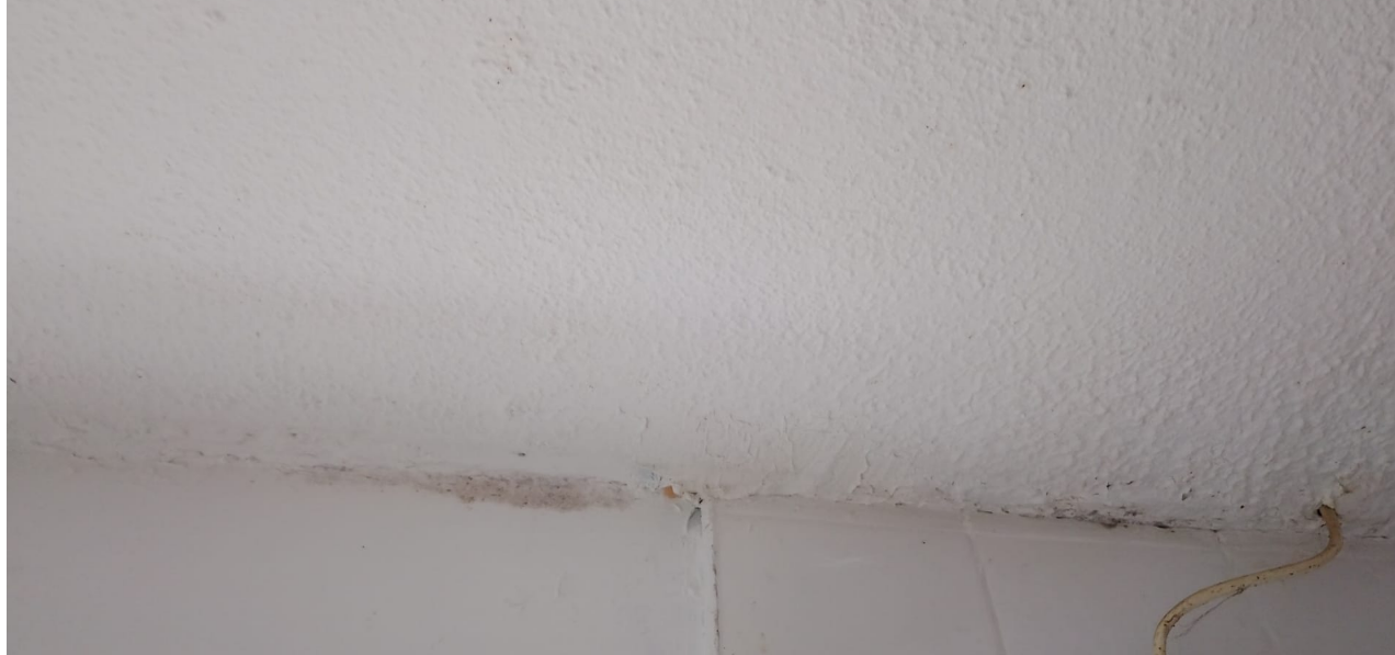 Housing disrepair in Acle showing damp and mould in a rented property