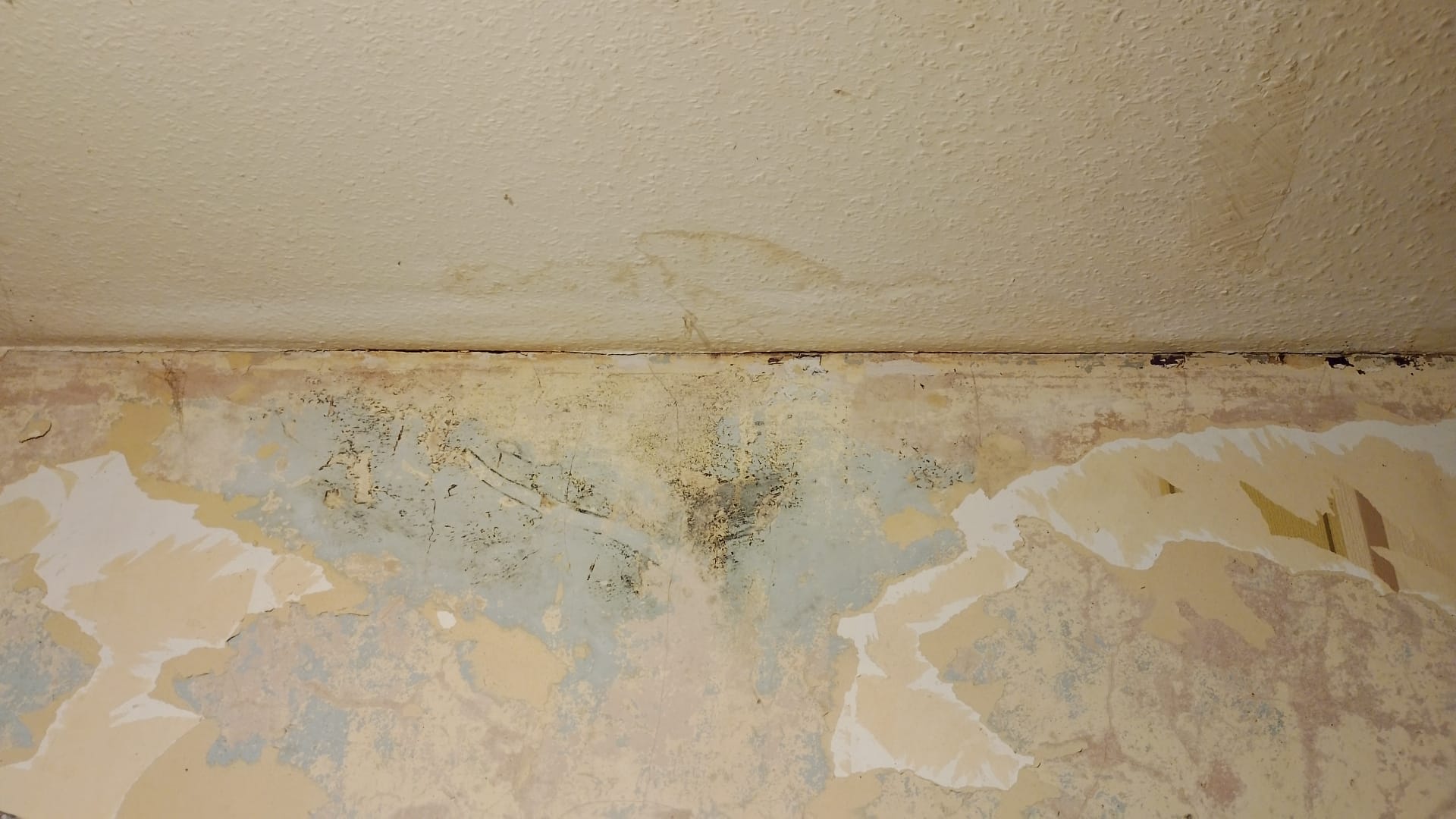Housing disrepair in Yeovil showing damp and mould in a rented property