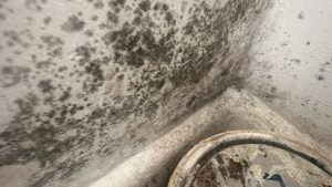 Damp and mold in a rental property in Alford