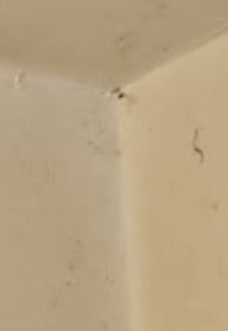 damp and mould in Wolverhampton rental property bathroom ceiling