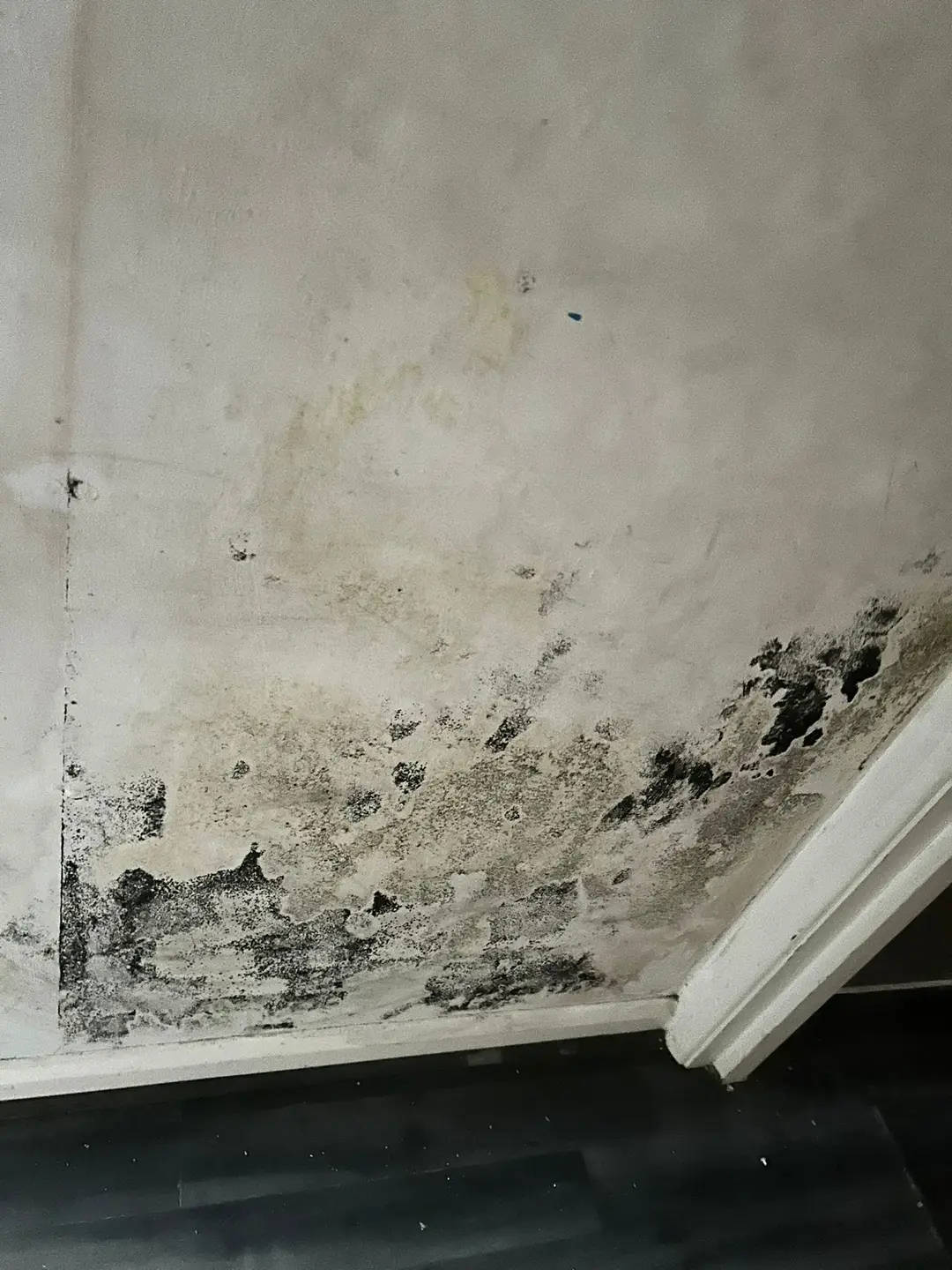 Housing Disrepair