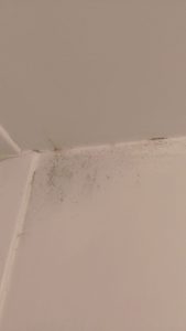 black mould Oldham rental property